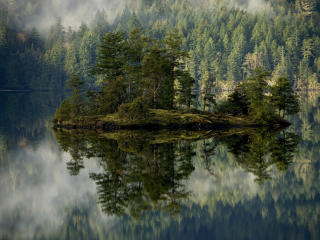 forest, lake, reflection wallpaper
