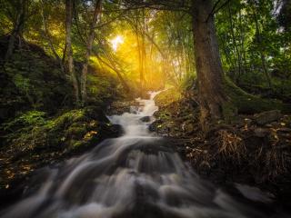 Forest Nature Sunbeam Trees Reflection wallpaper