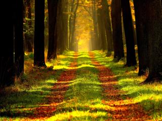 forest, path, autumn wallpaper