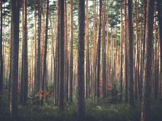 forest, pine, trees wallpaper