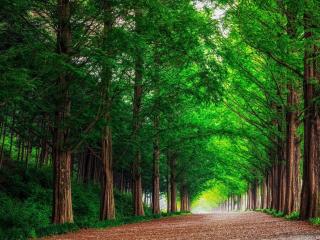 forest, road, trees wallpaper