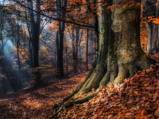 forest, trees, autumn Wallpaper