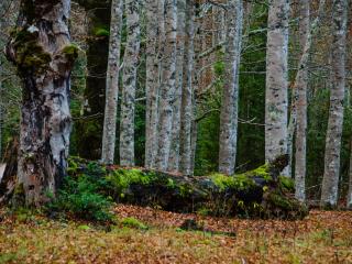 forest, trees, birch wallpaper