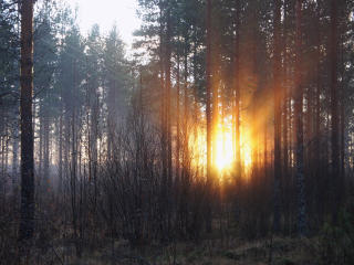 forest, trees, dawn wallpaper