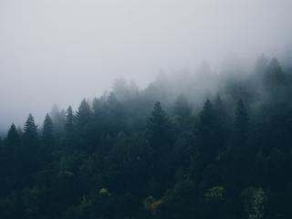 forest, trees, fog wallpaper