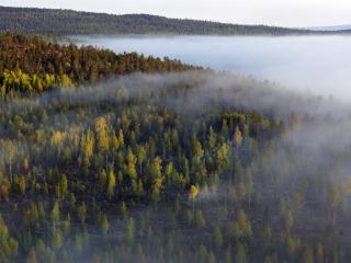 forest, trees, fog wallpaper