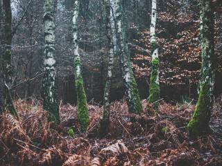 forest, trees, moss Wallpaper