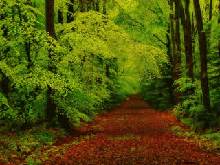 forest, trees, pathway wallpaper