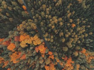 forest, trees, top view wallpaper