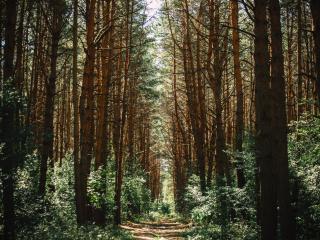 forest, trees, trail wallpaper