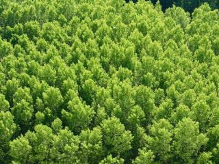 forest, trees, view from above wallpaper