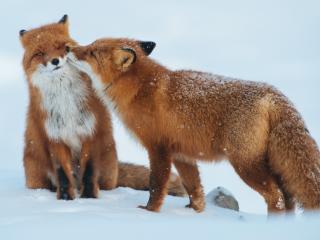 fox, couple, snow wallpaper