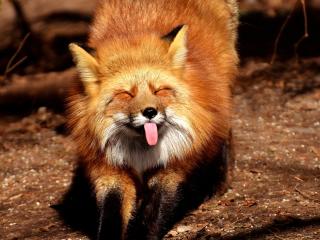 fox, funny, protruding tongue wallpaper