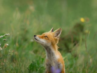 Fox In Wild Field wallpaper
