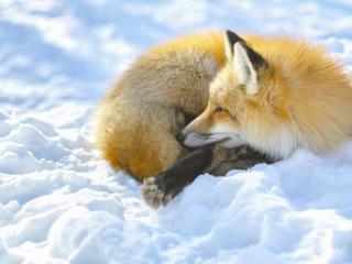 fox, snow, lying wallpaper