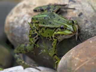 frog, amphibian, stone wallpaper