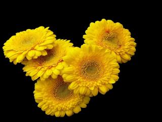gerbera, flower, yellow wallpaper
