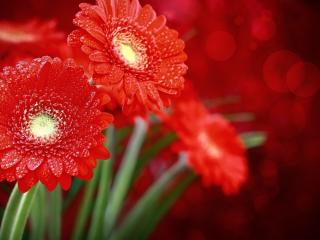 gerbera, flowers, red wallpaper