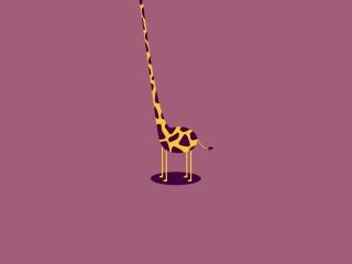 giraffe, neck, torso wallpaper