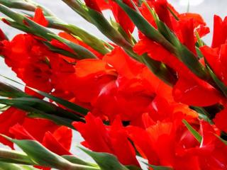 gladioli, red, flowers wallpaper