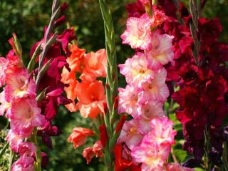 gladiolus, flowers, bright Wallpaper
