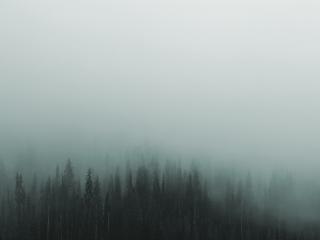 Gloomy Mist wallpaper