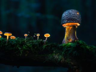 Glowing Mushroom HD wallpaper