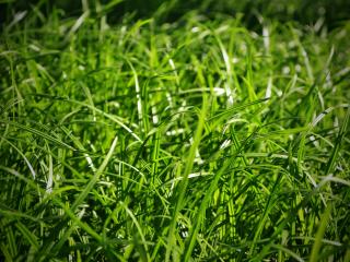 grass, close-up, green wallpaper