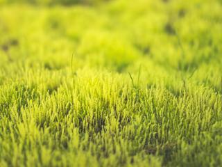 grass, green, close-up Wallpaper