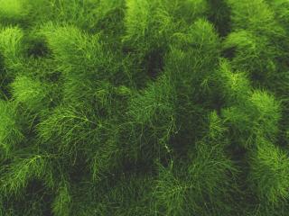 grass, green, plant Wallpaper