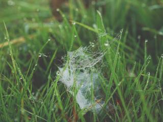 grass, spiderweb, dew Wallpaper