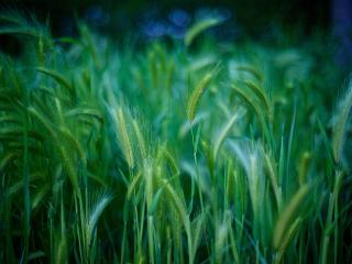 grass, stalks, green Wallpaper