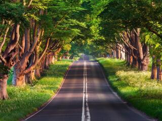 Green Road HD Forest Photography 22 wallpaper