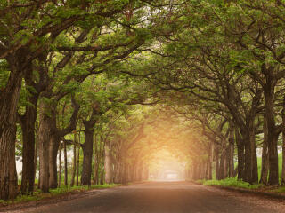 Greeny Forest Path HD wallpaper