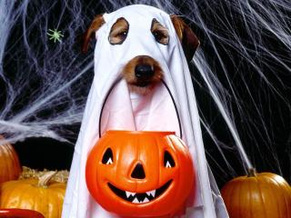 halloween, holiday, dog Wallpaper