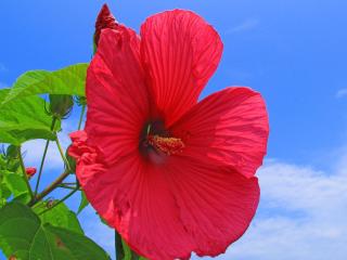 hibiscus, red, bright Wallpaper