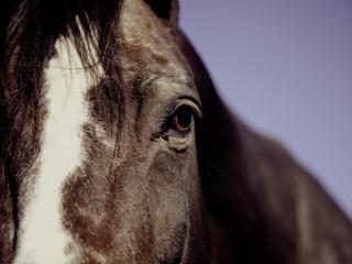 horse, eyes, mane wallpaper