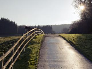 horse, fence, road wallpaper