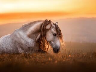 Horse HD Photography wallpaper