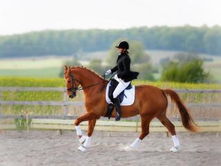 horse, rider, equestrian wallpaper