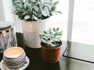houseplant, window sill, candle wallpaper
