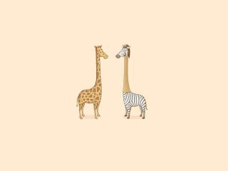 humor, zebra, giraffe Wallpaper