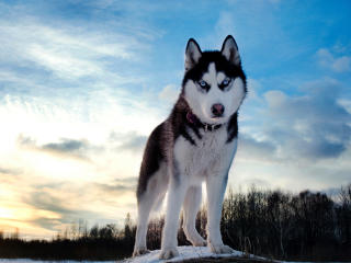 husky, dog, hill wallpaper