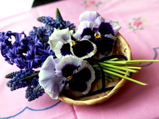 hyacinth, muscari, pansies wallpaper