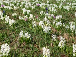 hyacinths, flowers, fields wallpaper