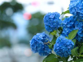 hydrangea, bloom, blue wallpaper
