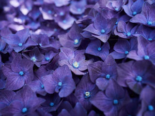 Hydrangea Violet Flowers wallpaper