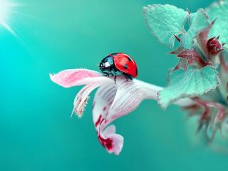 Insect Ladybug Macro wallpaper