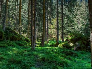 international day of the forest, world day of forests, nature wallpaper