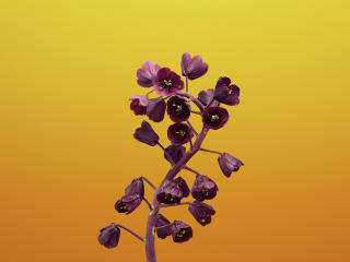 iOS 11 Flower Fritillaria wallpaper